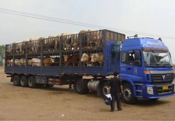 Verkoop op maat 3 assen 20-40 ton hoog hek half-trailer voor veehouderij dieren